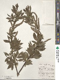 Salix udensis subsp. sachalinensis image