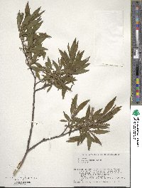 Salix udensis image