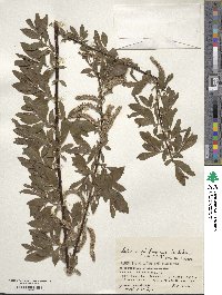 Salix udensis image