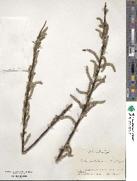 Salix udensis image