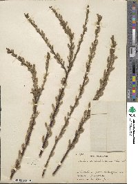 Salix udensis subsp. sachalinensis image