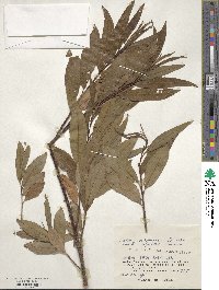 Salix udensis image