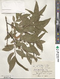 Salix udensis subsp. sachalinensis image