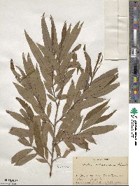 Salix udensis image