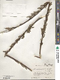 Salix udensis subsp. sachalinensis image