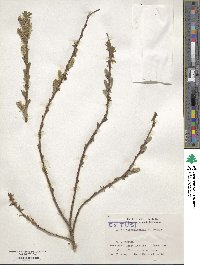 Salix udensis image