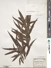 Salix udensis subsp. sachalinensis image