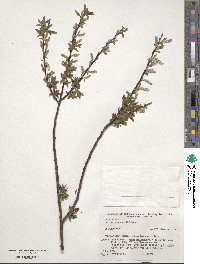 Salix udensis image