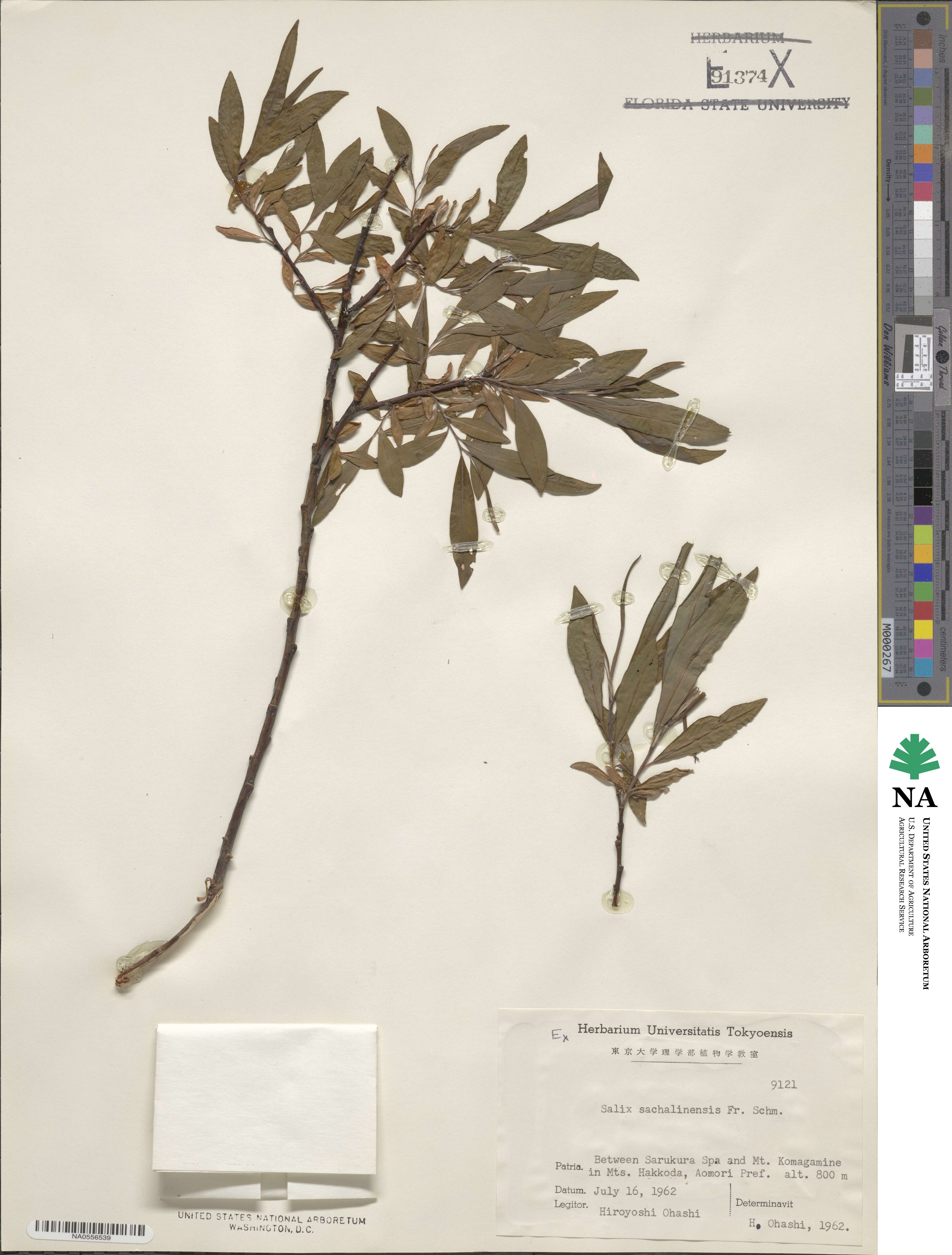 Salix udensis subsp. sachalinensis image