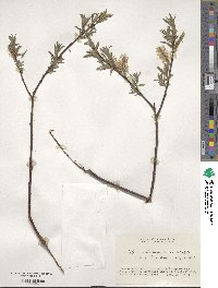 Salix udensis subsp. sachalinensis image