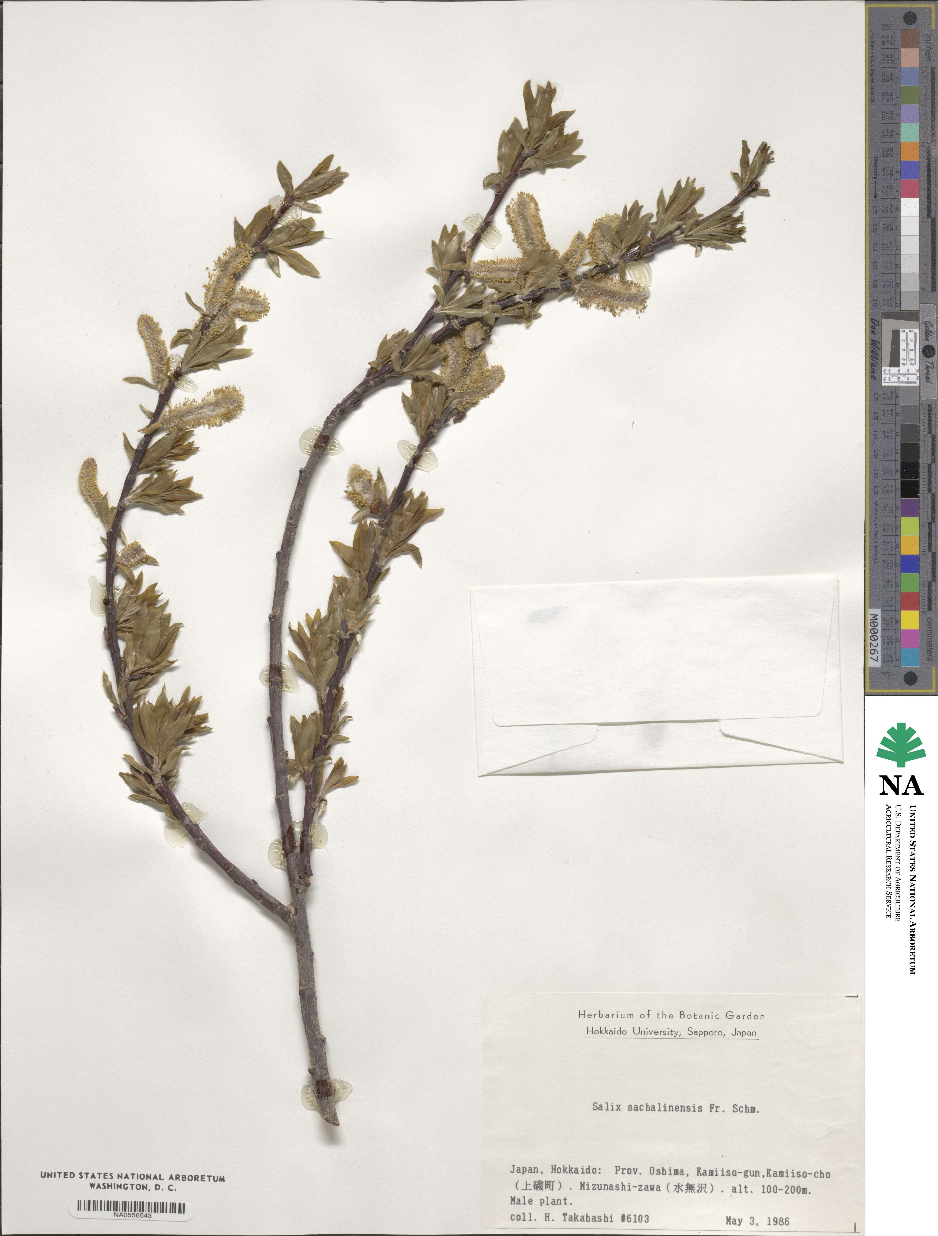 Salix udensis image