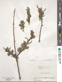 Salix udensis subsp. sachalinensis image