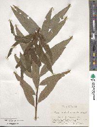 Salix udensis subsp. sachalinensis image