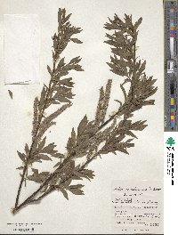 Salix udensis image