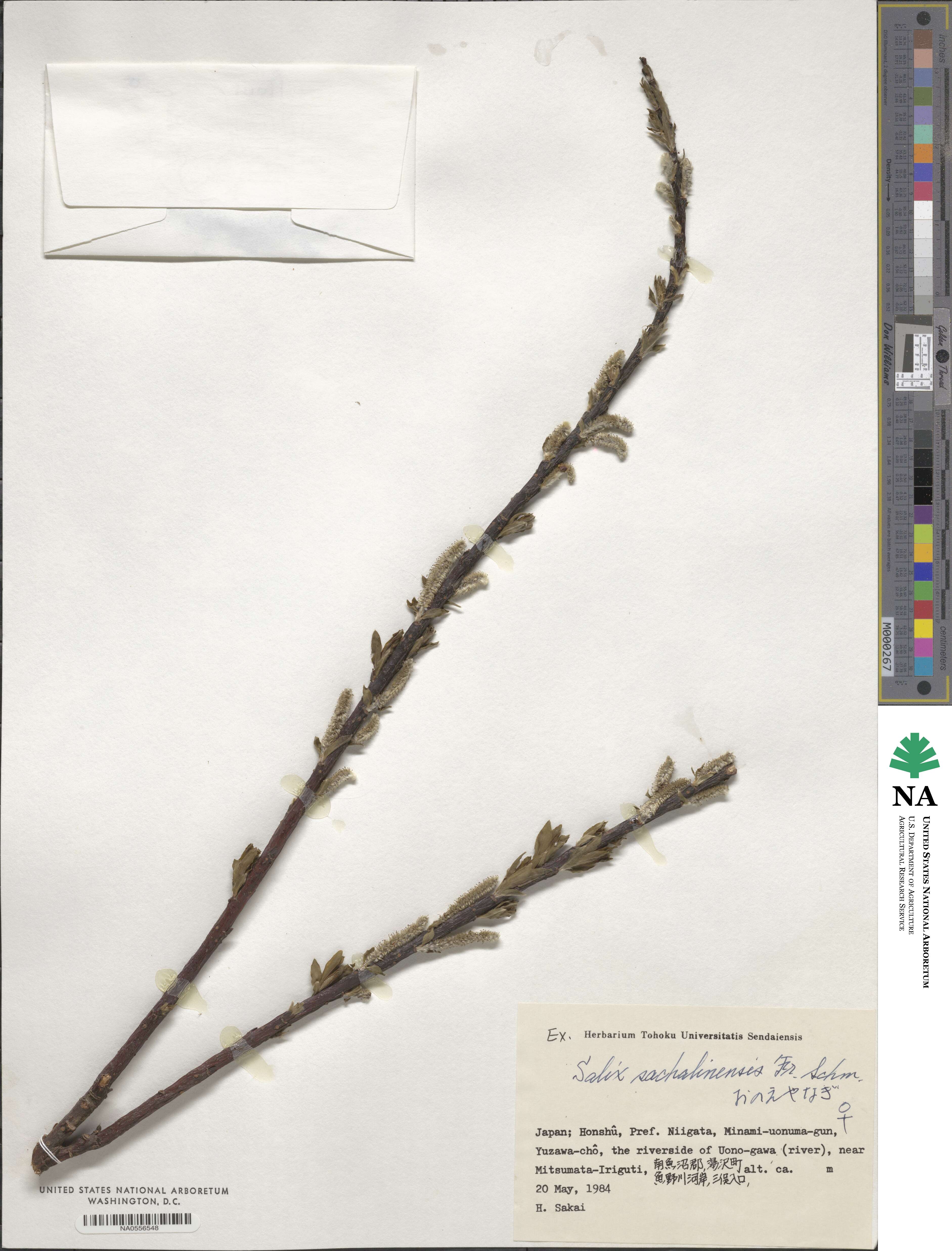 Salix udensis subsp. sachalinensis image