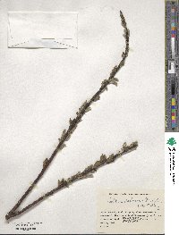 Salix udensis image