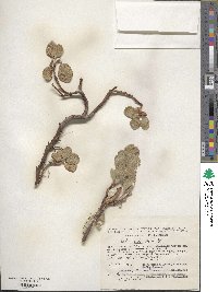 Salix reticulata image