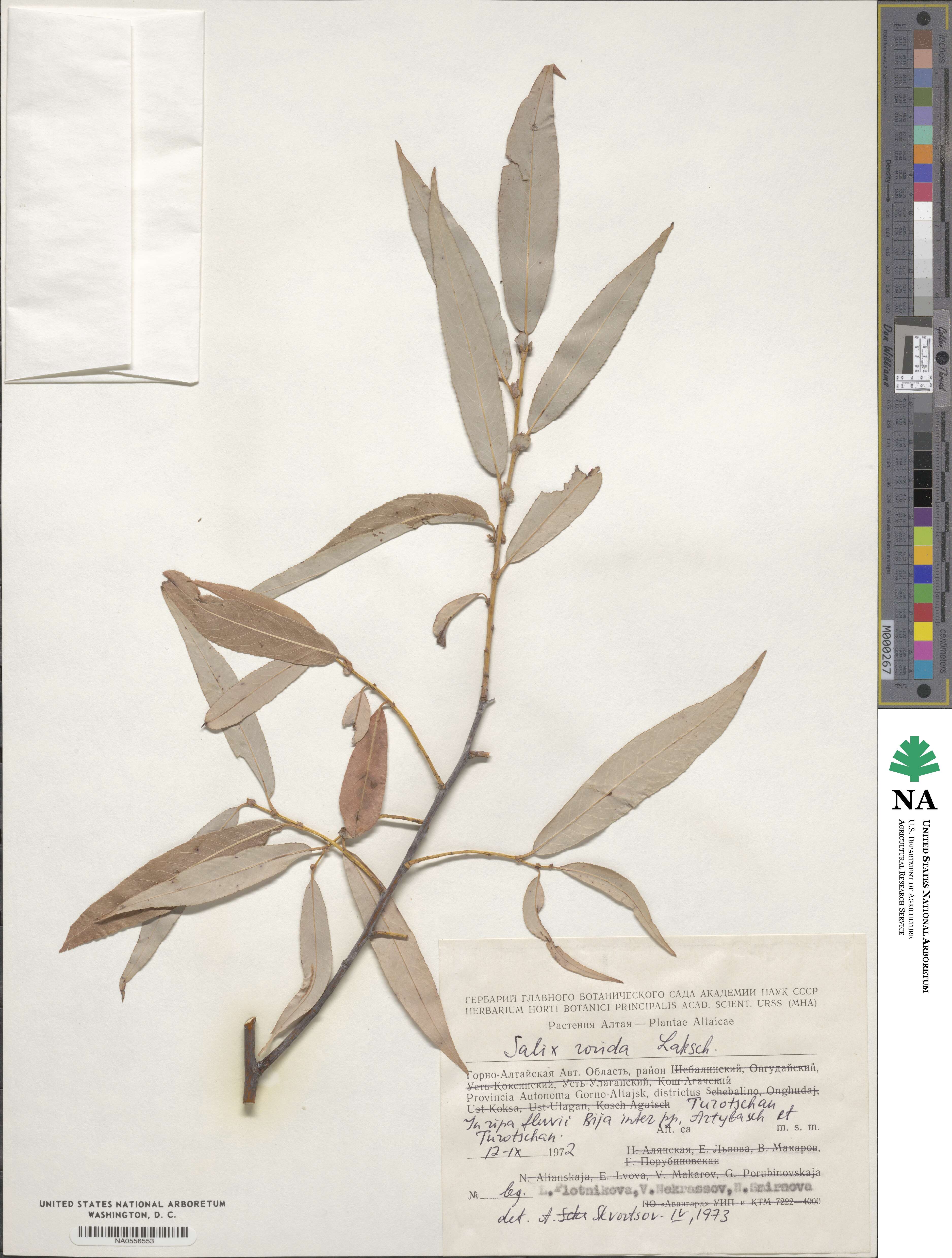 Salix rorida image