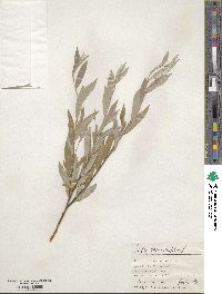 Salix rosmarinifolia image