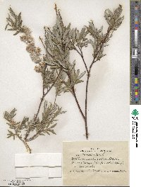 Salix rosmarinifolia image