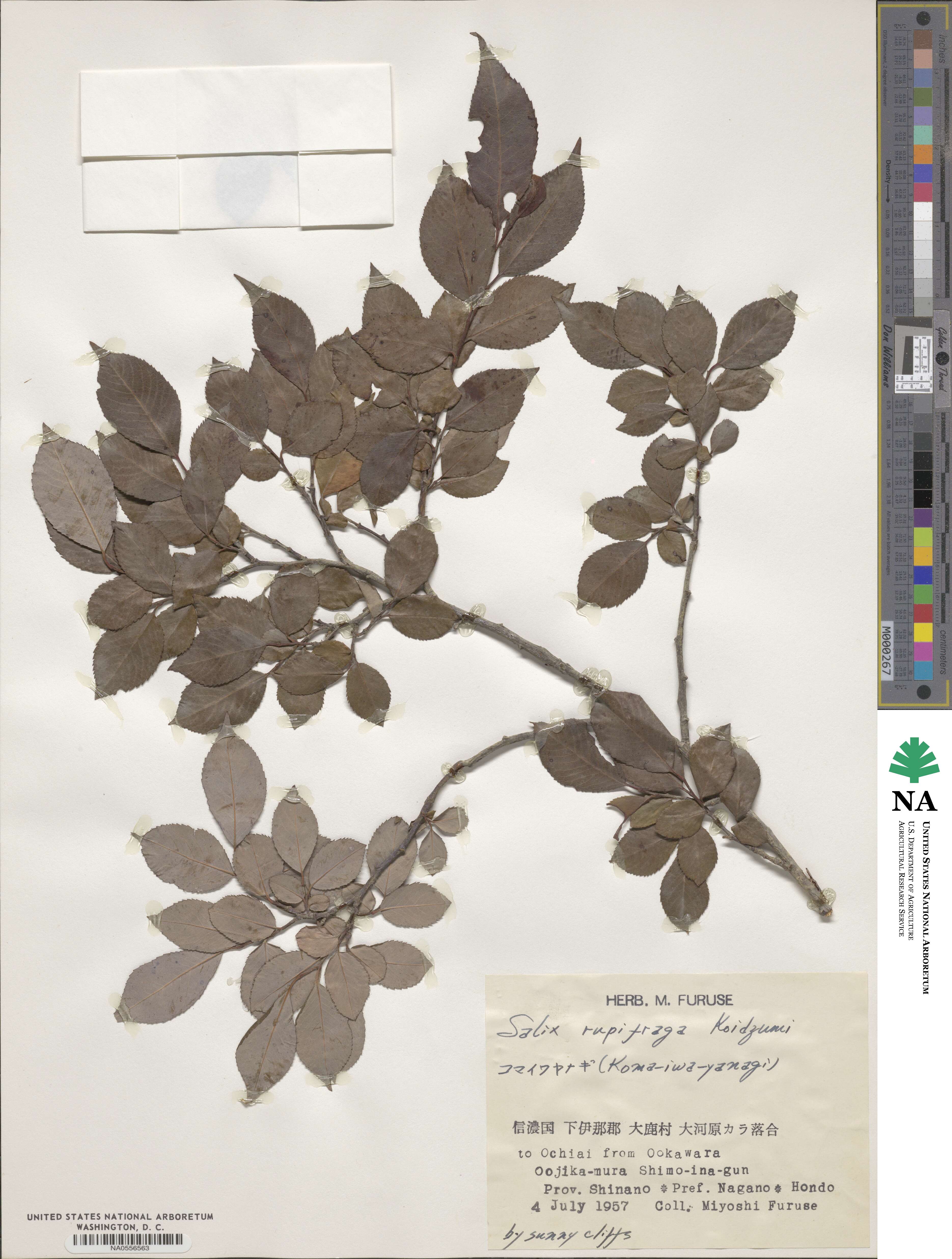 Salix rupifraga image