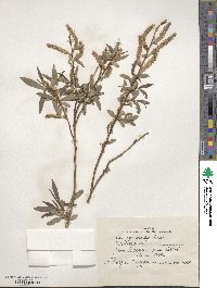 Salix pycnostachya image