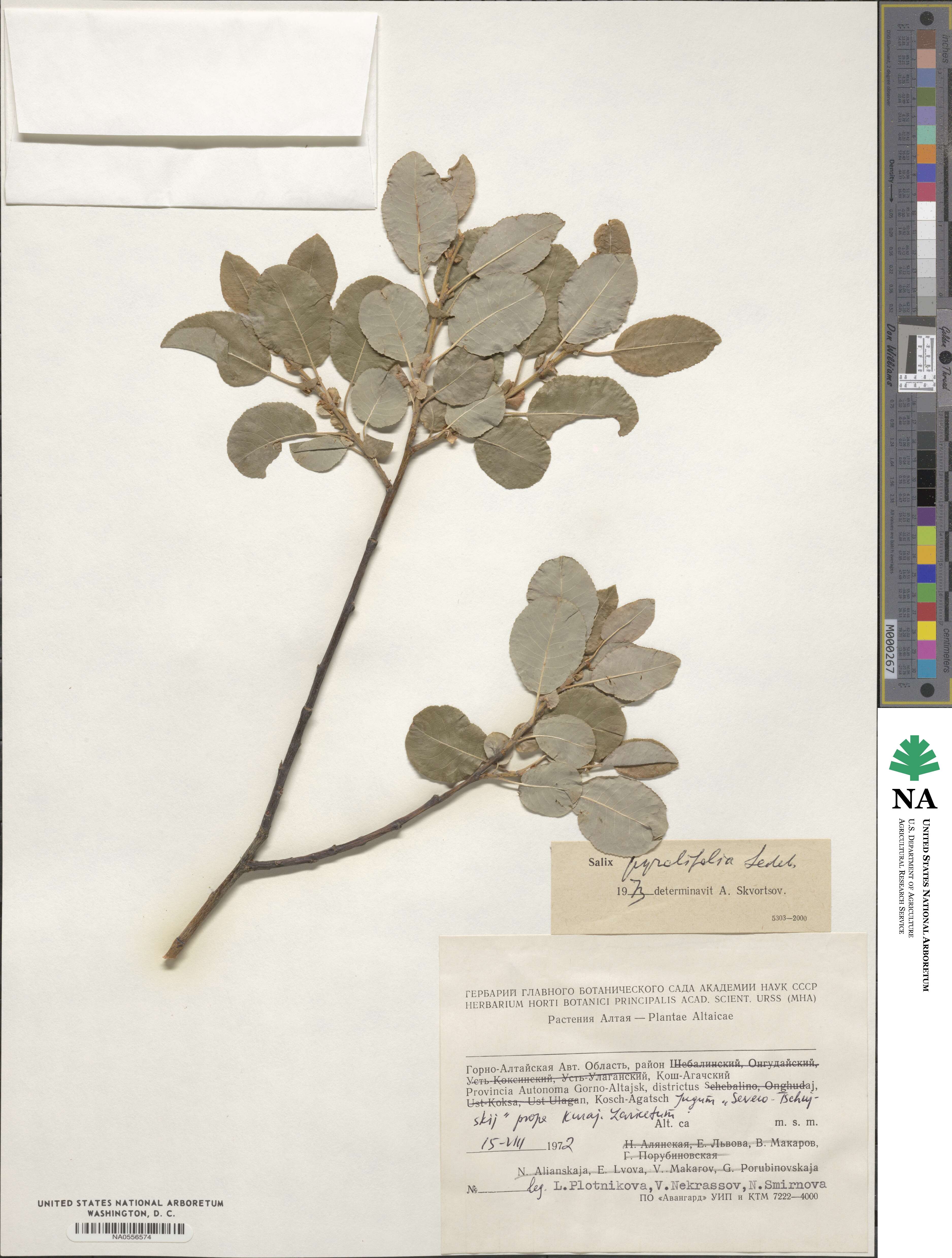 Salix pyrolifolia image