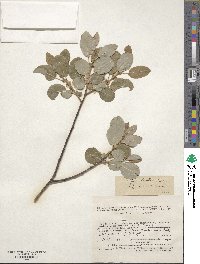 Salix pyrolifolia image