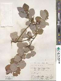 Salix pyrolifolia image