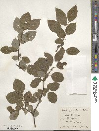 Salix pyrolifolia image