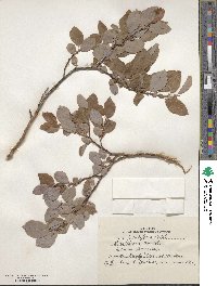 Salix pyrolifolia image