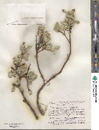 Salix recurvigemmata image