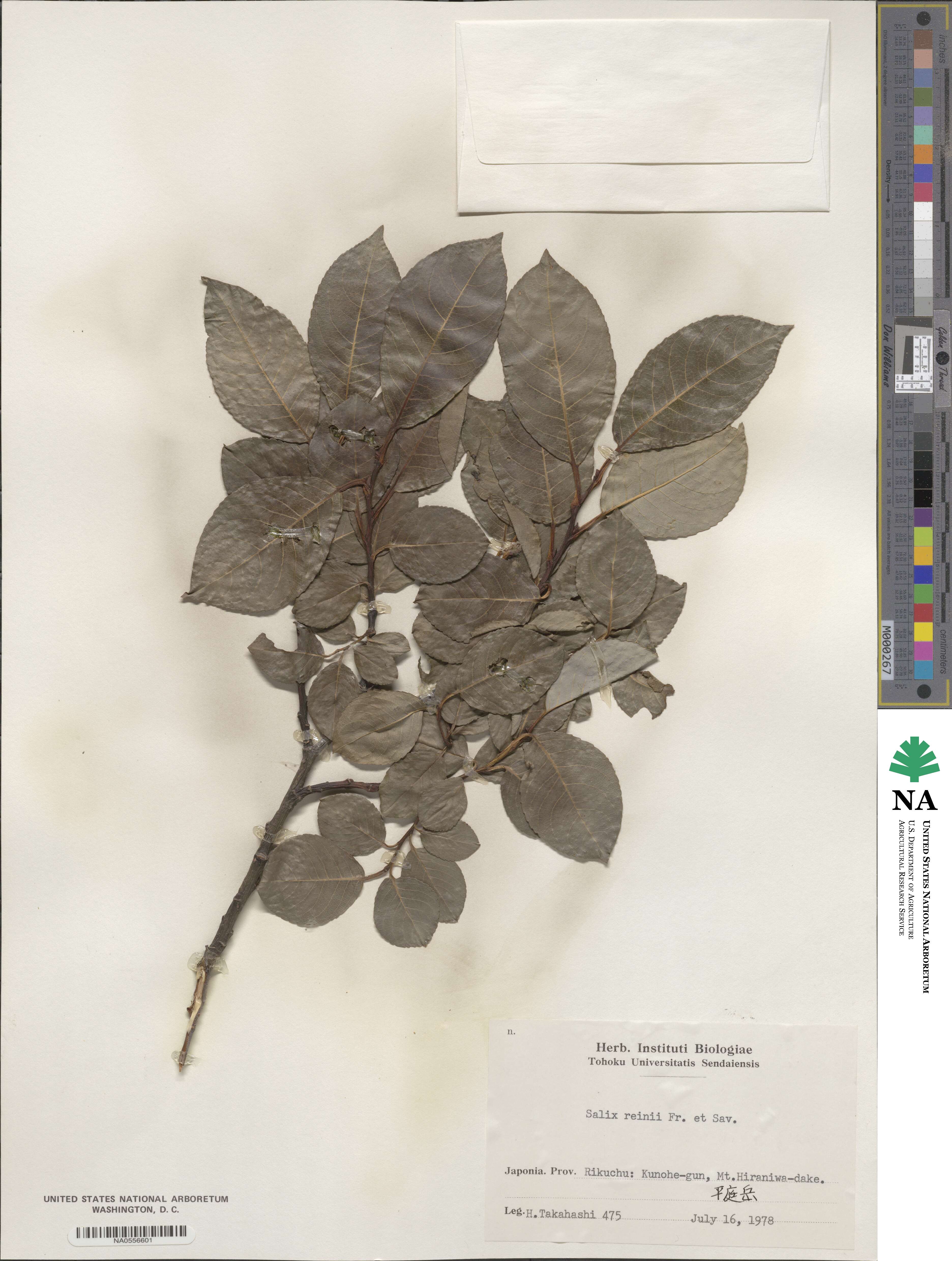 Salix reinii image