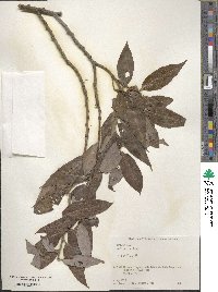 Salix pierotii image