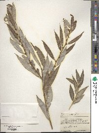 Salix pierotii image