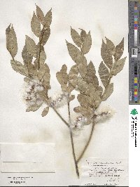 Salix pseudopentandra image