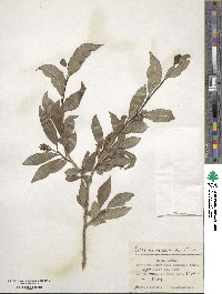 Salix pseudopentandra image