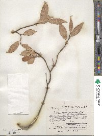 Salix pseudopentandra image