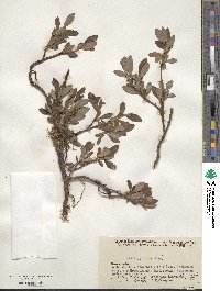 Salix pulchra image