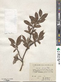 Salix pulchra image