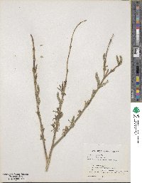 Salix purpurea image