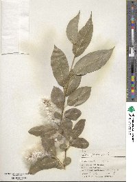 Salix pentandra image