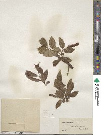 Salix pentandra image