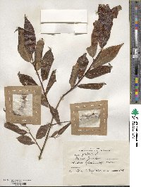 Salix pentandra image