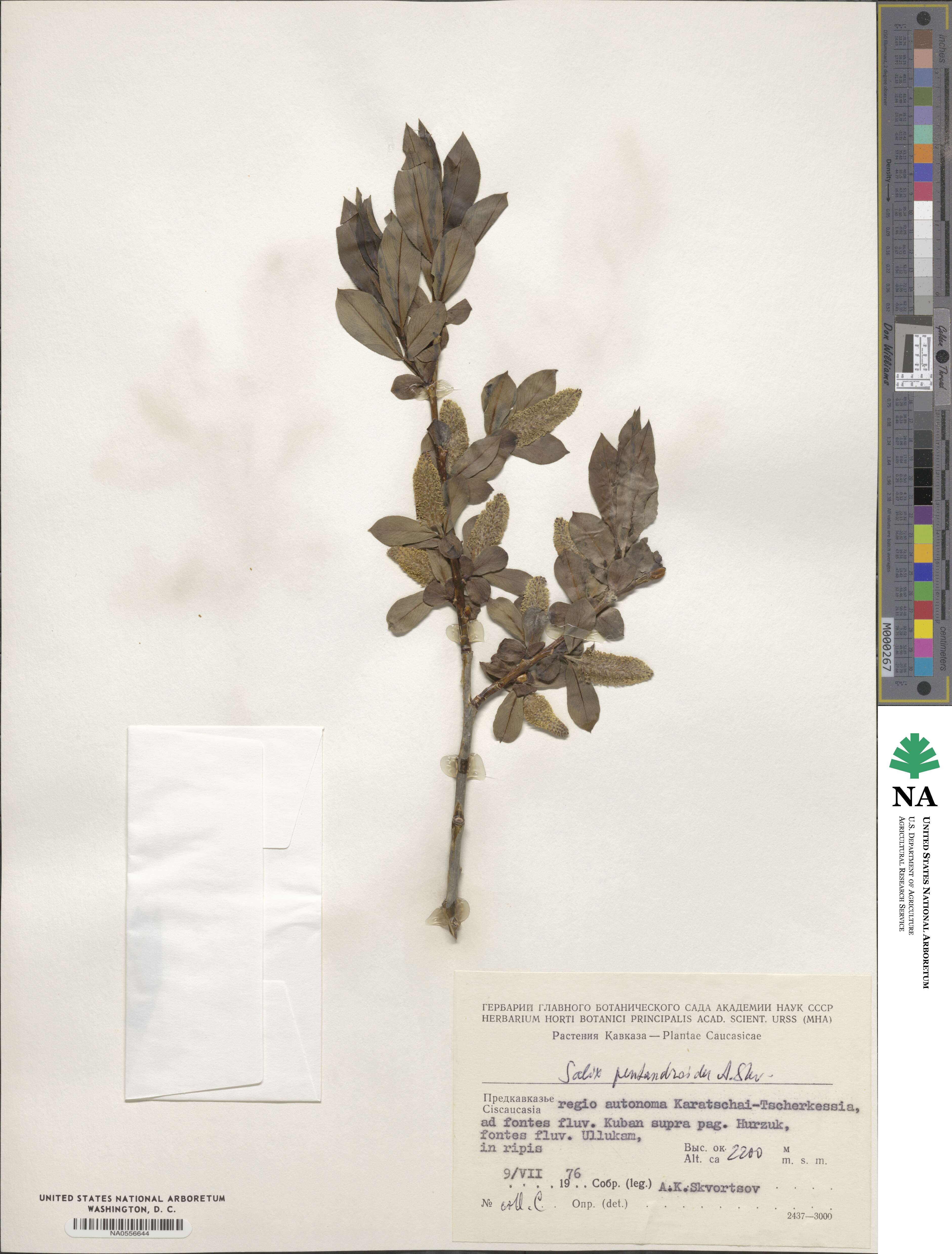 Salix pentandroides image