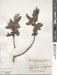 Salix pentandroides image