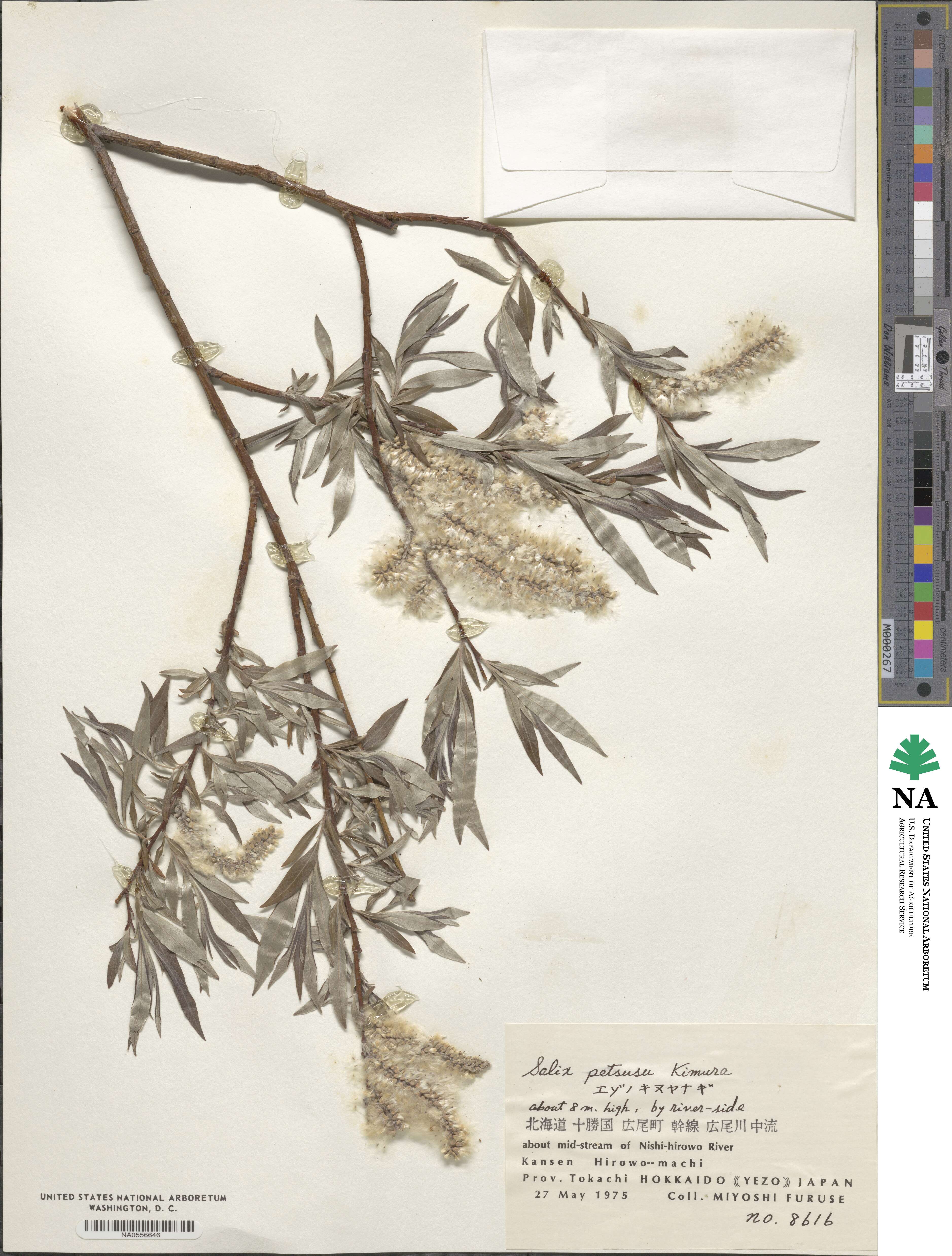 Salix petsusu image