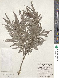 Salix petsusu image