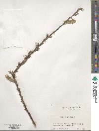 Salix petsusu image