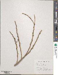 Salix subfragilis image